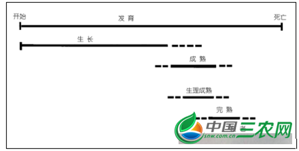 苹果的采收和包装(苹果的采收和包装是什么)